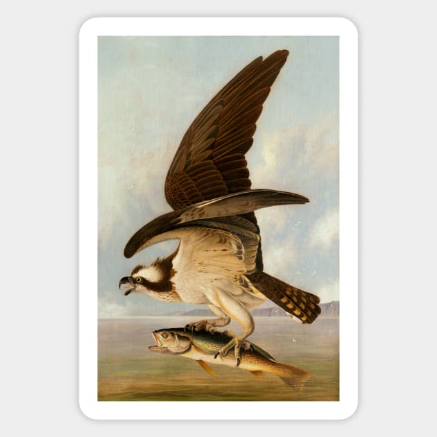 Vintage artwork. Eagle catches fish. Flying eagle. Eagle lover Sticker by GoInside